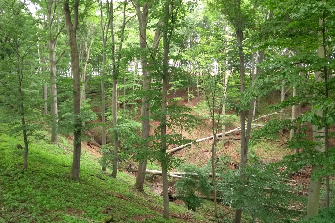 Bodensaure Buchenwälder, wie hier im Seußlitzer Grund (Naturschutzgebiet Seußlitzer und Gauernitzer Gründe) im Landkreis Meißen, bilden wertvolle Lebensräume