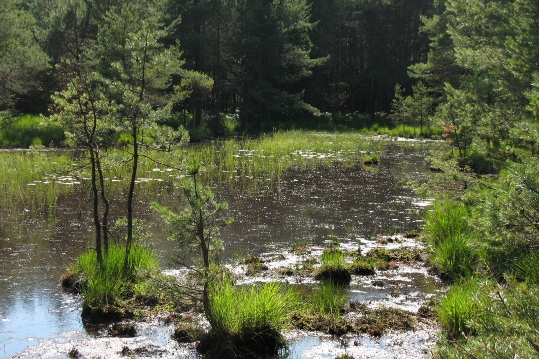 Vielfalt im Wald - auch Gewässer wie im Fauna-Flora-Habitat-Gebiet „Doras Ruhe“ in der Oberlausitz werden durch die Waldbiotopkartierung erfasst