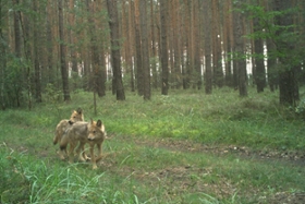 Foto: Aufnahme Wildkamera: Zwei Wolfswelpen aus dem Rudel Knappenrode II
