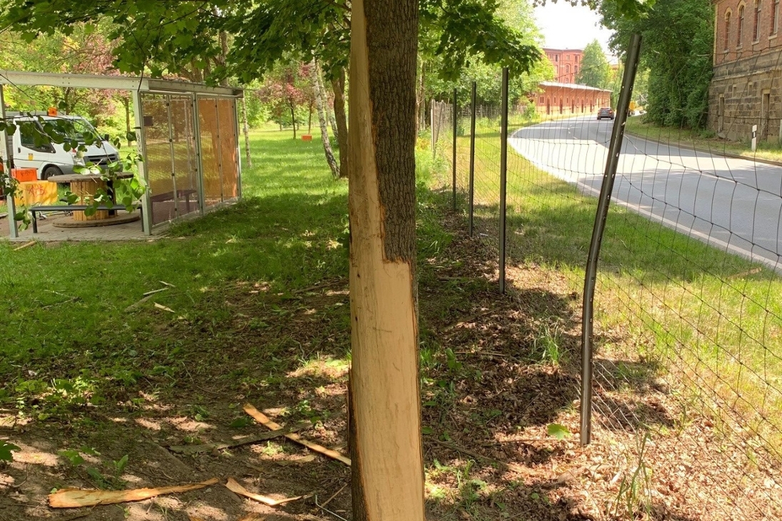Entrindeter Baum, Reichenbach