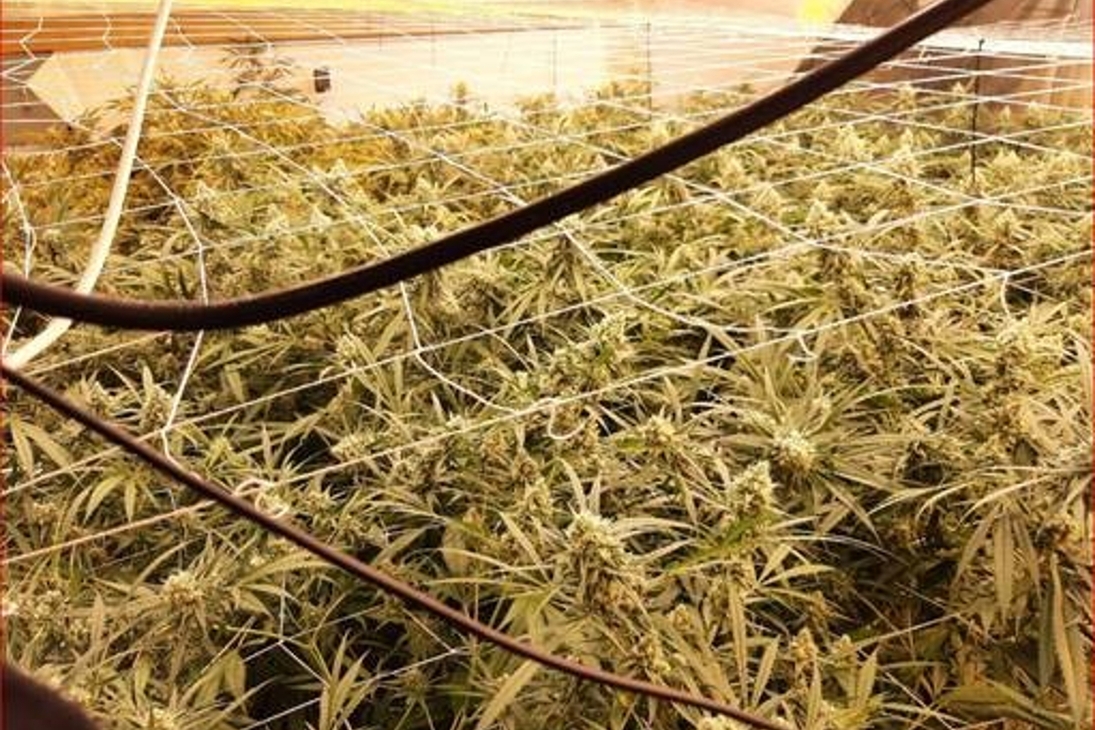 Cannabisplantage