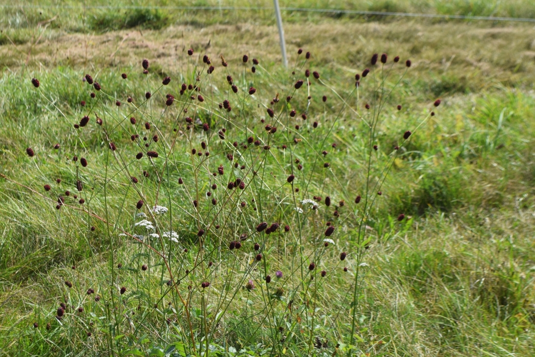 Großer Wiesenknopf auf Mähwiese in Wellaune (Nordsachsen)