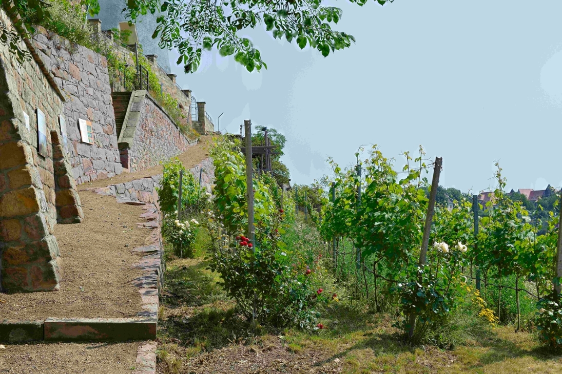 Trockenmauern und Weinreben am Weinberg am Burgberg Meißen