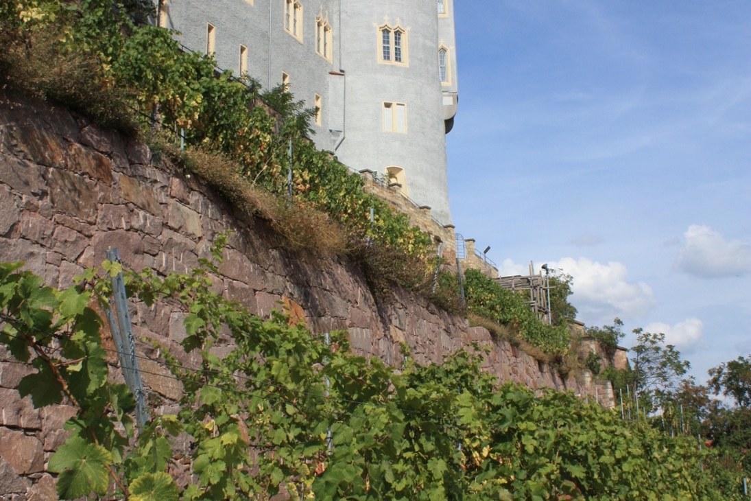 Weinberg am Burgberg Meißen mit Blick auf die Albrechtsburg