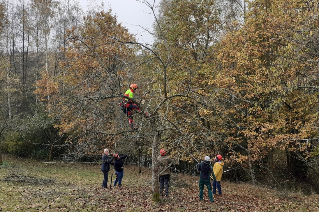 Übungen zum Obstbaumschnitt auf Streuobstwiese