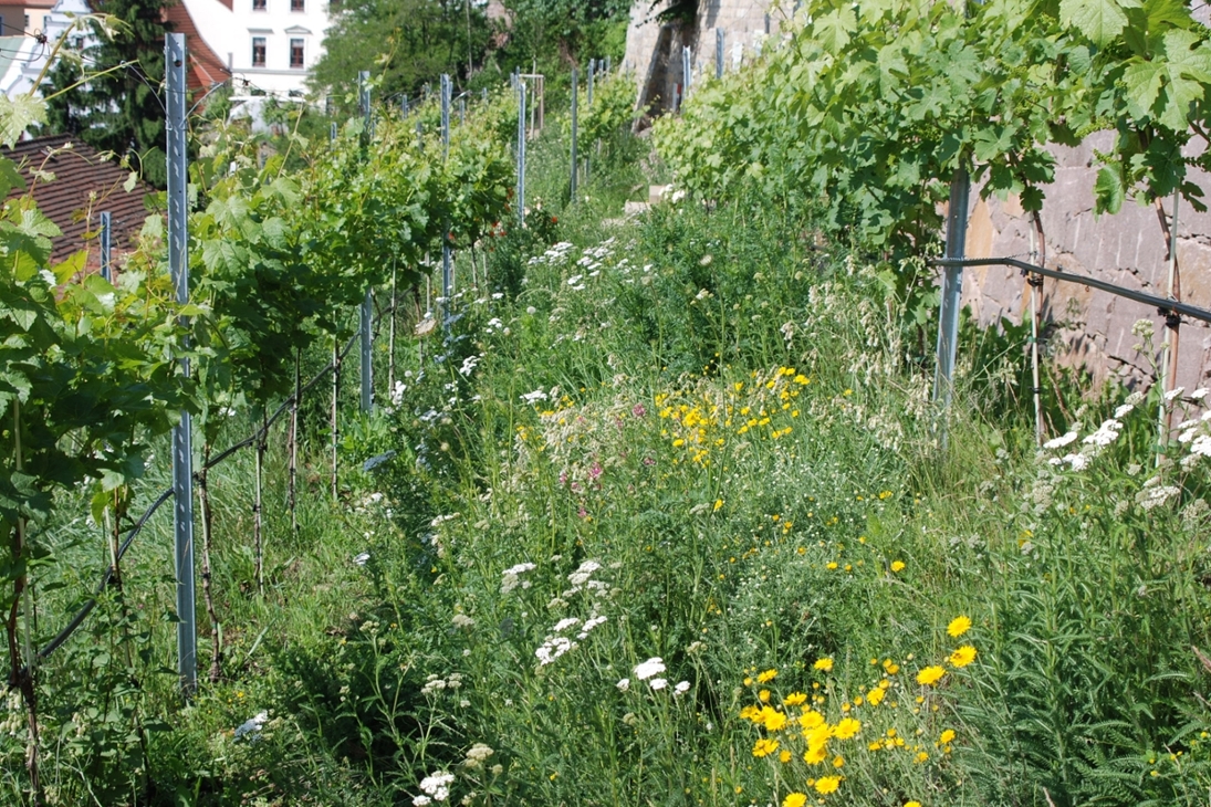 Auf dem ökologischen Weinberg am Burgberg in Meißen wird eine Blütenvielfalt zugelassen. So leben hier mehr als 39 Wildbienenarten.