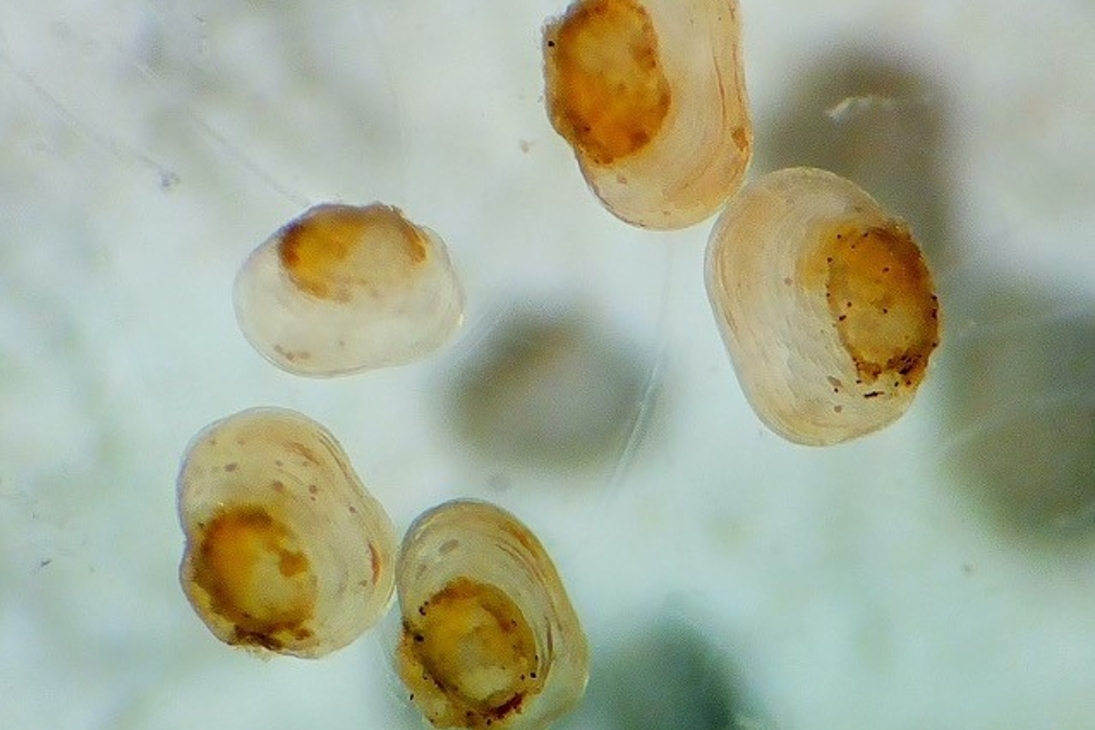 Jungsmuscheln der Flussperlmuschel unterm Mikroskop
