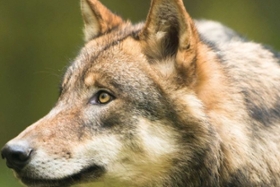 Foto: Symbolbild Wolf