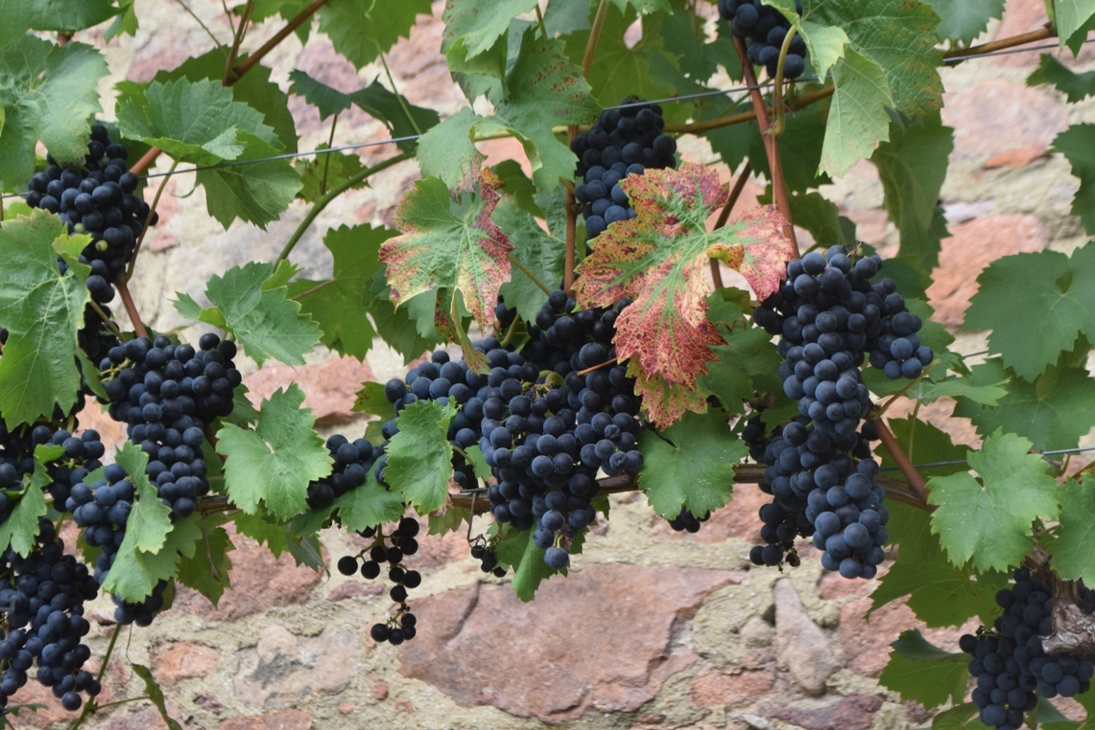 Reifer Wein auf dem ökologischen Weinberg der LaNU