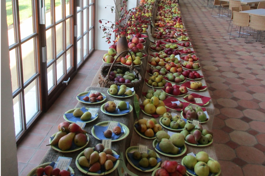 Apfelsorten auf der Sortenschau