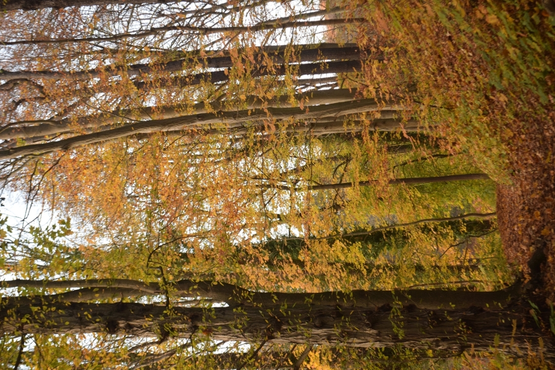 Herbst im Schlosspark Wechselburg