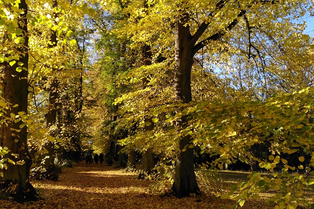 Lindenallee im Schlosspark Wechselburg im Herbst