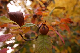 Foto: Mispel in herbstlicher Färbung im Botanischen Garten Leipzig