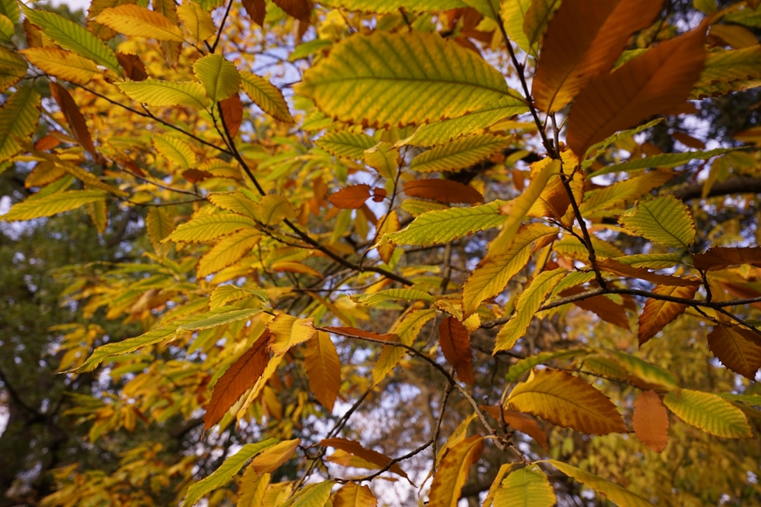 Herbstliche Blätter des Esskastanie im Botanischen Lehrgarten Leipzig