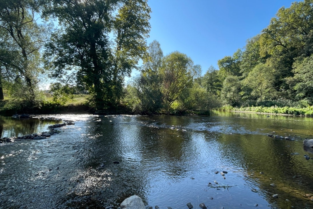 Naturnahe Abschnitte an der Flöha