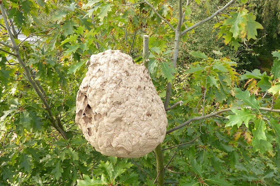 Nest der Asiatischen Hornisse