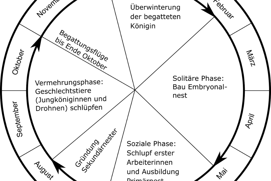 Jährlicher Lebenszyklus Asiatische Hornisse