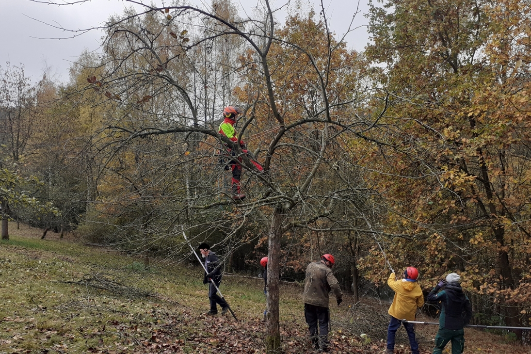 Seminare zur Obstbaumpflege