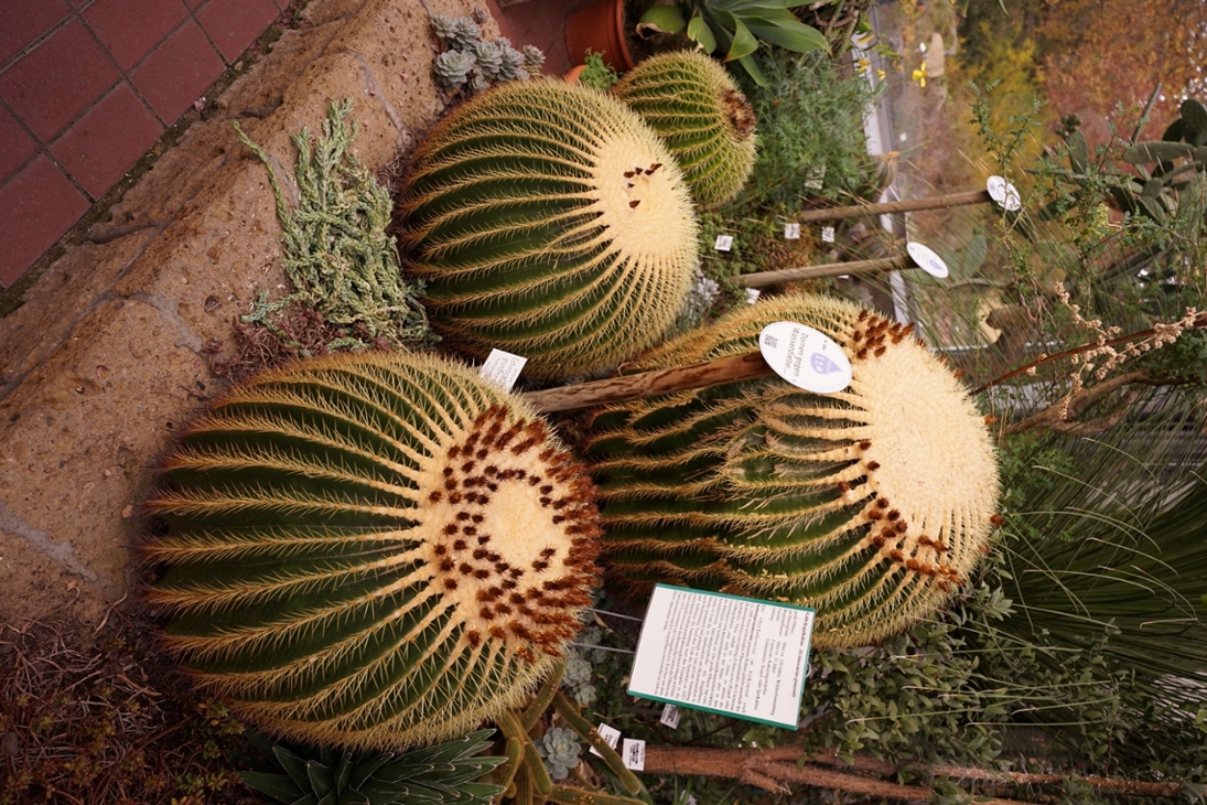 Kakteen in der Warmhäusern des Botanischen Garten Leipzig