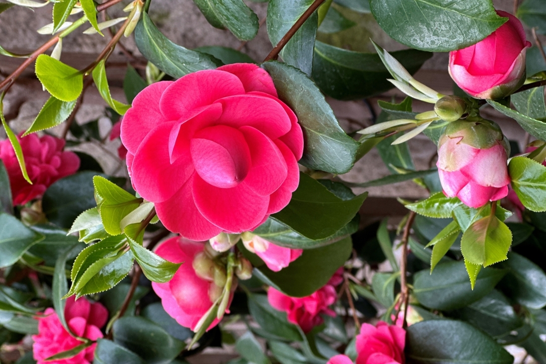 Blühende Kamelie in einem Warmhaus eines sächsischen botanischen Gartens