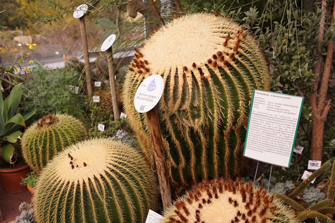 Kakteen in den Warmhäusern des Botanischen Garten Leipzig