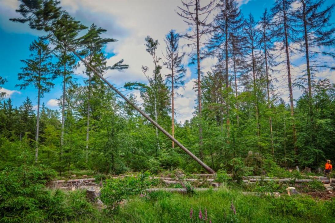 Borkenkäferbekämpfung läuft auf Hochtouren – Sachsenforst saniert Schäden im sächsischen Landeswald flächendeckend.