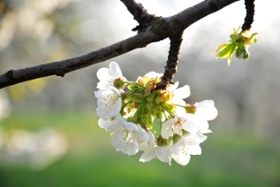 Foto: Blühender Kirschblütenzweig auf einer sächsischen Streuobstwiese