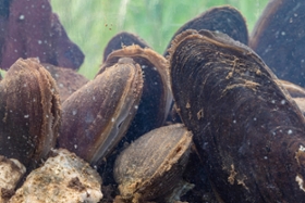 Foto: gezüchtete Flussperlmuscheln