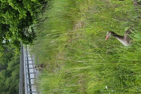 Foto: Familie Gans (1)