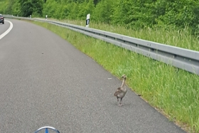Foto: Familie Gans (2)