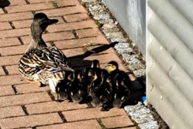 Foto: Entenfamilie