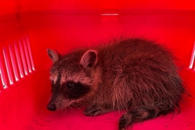 Foto: Waschbär