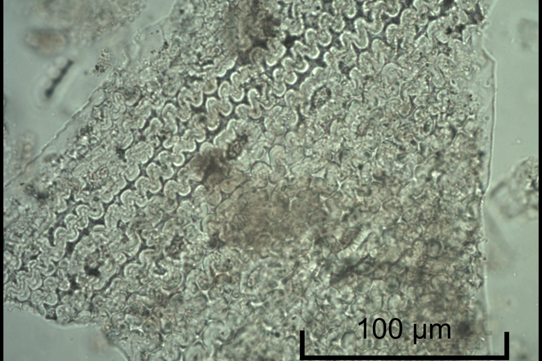 Mehrzelliger Getreide-Phytolith aus Göbekli Tepe (Türkei)