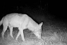 Foto: Rüde Wolfsterritorium Lossatal