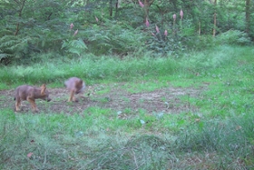 Foto: Zwei Welpen Wolfsterritorium Lossatal