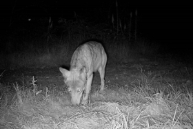 Foto: Fähe Wolfsterritorium Lossatal