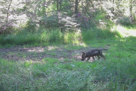 Foto: Freigelassener Welpe Wolfsterritorium Lossatal