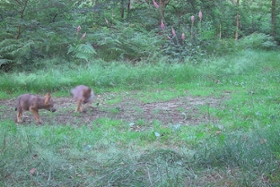 Foto: Geschwister des Welpen aus dem Rudel Lossatal