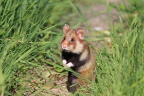 Foto: Feldhamster aufrecht sitzend im Gras