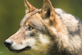 Foto: Symbild Wolf