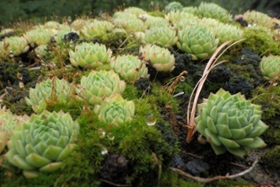 Foto: Sommerbeete im alpinen Botanischen Garten Chemnitz