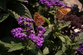 Foto: Sommerblühaspekt Tagefalter auf Blüten