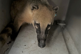 Foto: Nasenbär