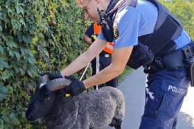 Foto: Schafbock