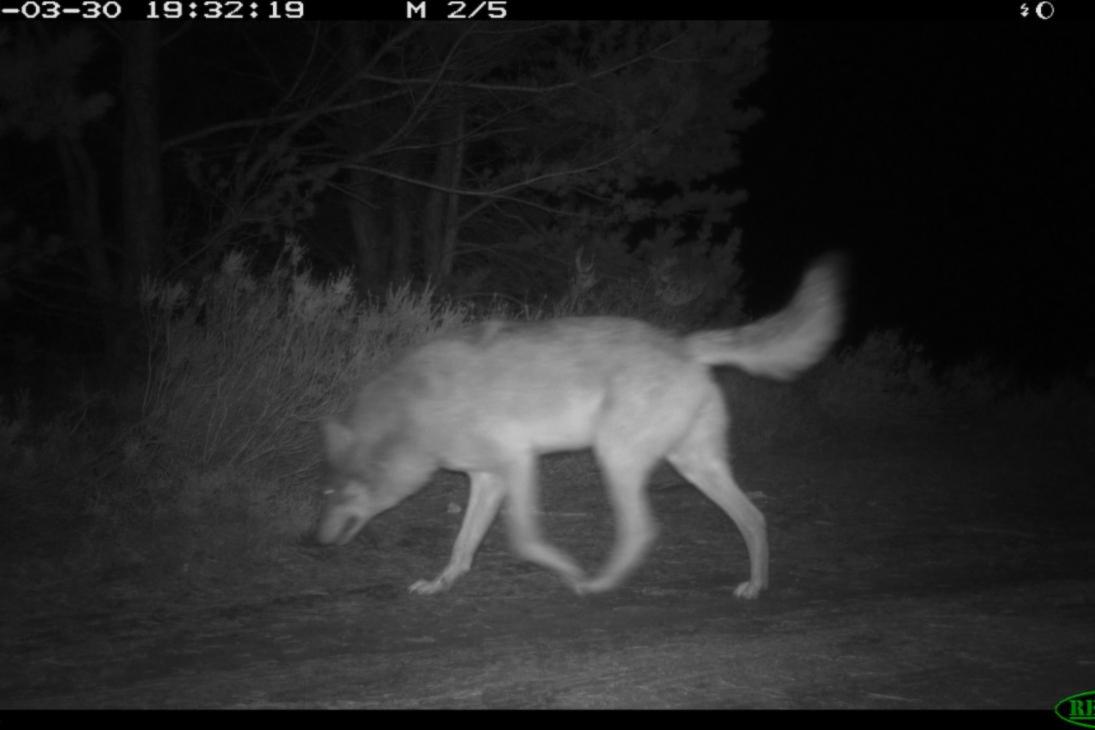 Wolf am gleichen Kamerastandort auf dem Truppenübungsplatz Lausitz