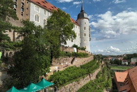 Foto: Blick auf den ökologischen Weinberg der LaNU am Burgberg in Meißen.