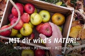 Foto: Reichliche Ernte auf der Streuobstwiese in Köhra  (Landkreis Leipzig)