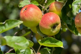 Foto: Das Jahr verspricht eine exzellente Apfelernte: Reife Äpfel auf der Streuobstwiese in Köhra