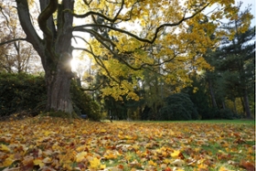 Foto: Herbst im Schlosspark Wechselburg