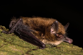 Foto: Eine der kleinsten Fledermäuse Sachsens ist die Nymphenfledermaus. Sie passt in eine Streichholzschachtel.
